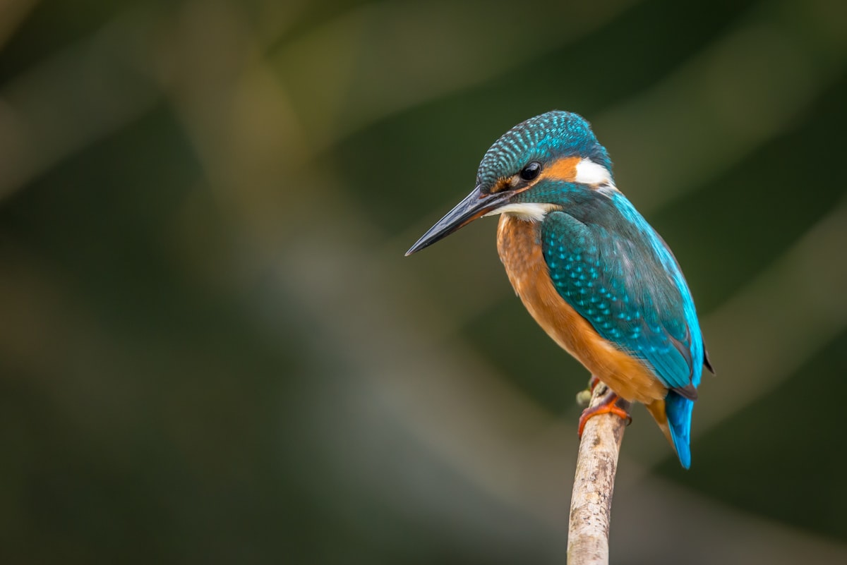 A small blue and orange kingfisher perched on a single bare branch