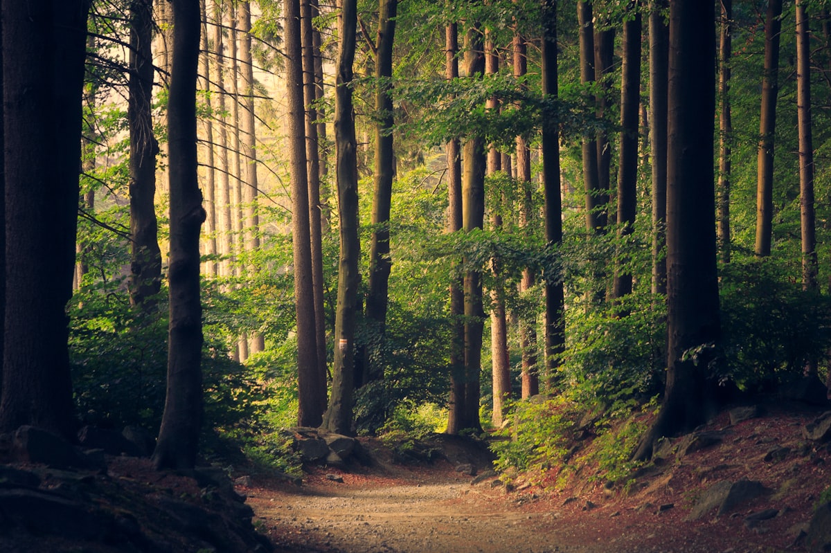 A narrow path through tall grass into a bright open meadow, wild and unhurried