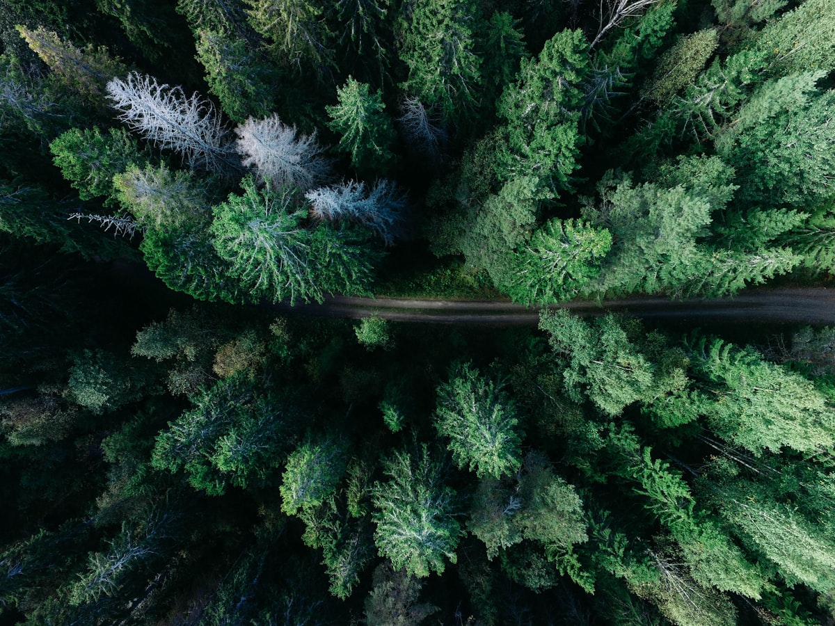 Aerial view of a road splitting directly through a dense green forest
